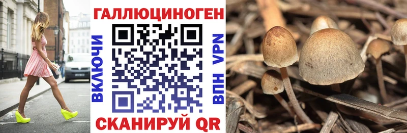 гидра ссылка  Калуга  Псилоцибиновые грибы Cubensis  закладка 